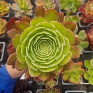 Aeonium 'Water Peach'