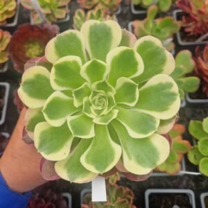 Aeonium 'White Phoenix'