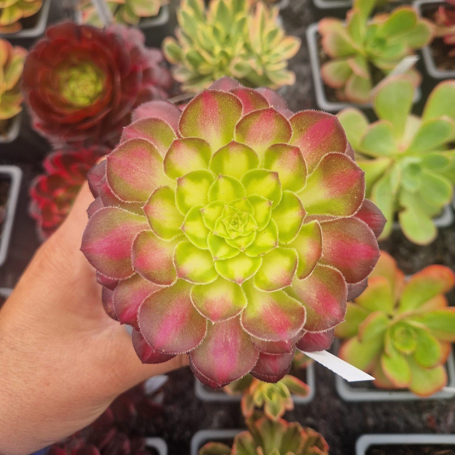 Aeonium 'Zwartking Yellow'